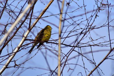 Resimde, bir ispinoz kuşu gövdenin yakınındaki bir ağaç dalına oturur..