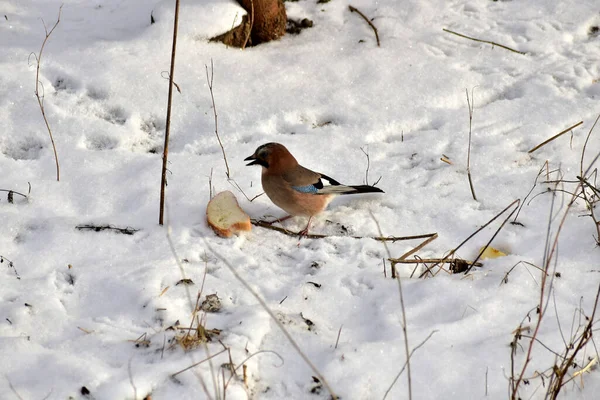 The picture shows a jay bird standing in the snow near a piece of bread.