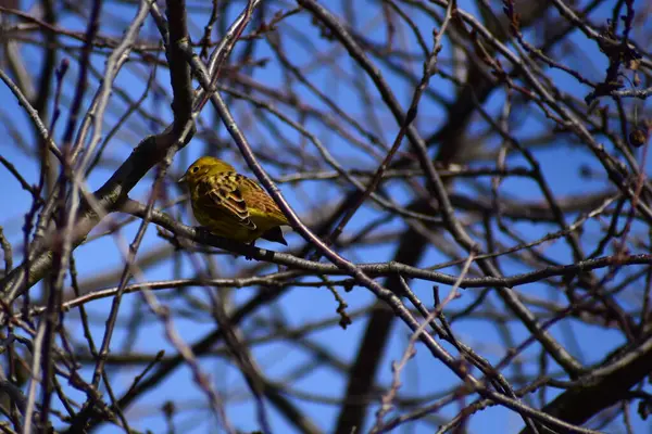 写真では 緑のフィンチの鳥が密集して成長している枝の間の木に座っています — ストック写真