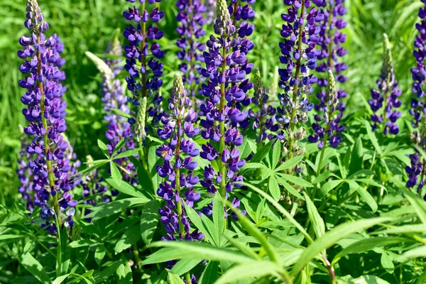 Picture Shows Field Blooming Purple Lupine Flowers Stock Image