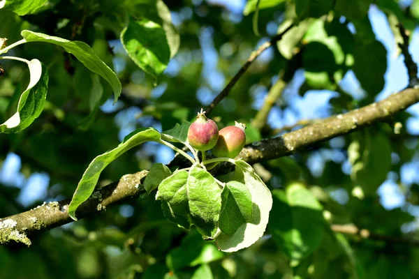 Gałęzi Drzewa Widoczne Dwa Zarodki Jabłek — Zdjęcie stockowe