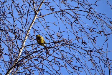 Saka kuşu mavi gökyüzünün altındaki bir dalda oturuyor..