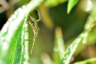 Gri bir örümcek yaprağın üzerinde sürünüyor..