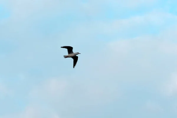 Mewa ptak lata nad morzem. — Zdjęcie stockowe