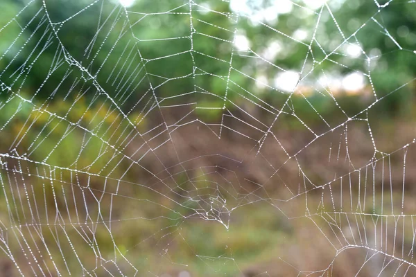 Web în picături de rouă . — Fotografie, imagine de stoc