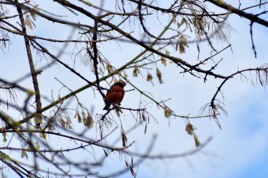 Erkek ispinoz bir ağaç dalında oturur..