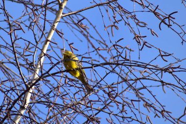 Saka kuşu ağaçta dinleniyor..