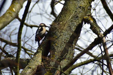 Ağaçkakan kırmızı bir dalda.