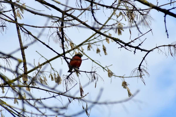 Erkek ispinoz bir ağaç dalında oturur..