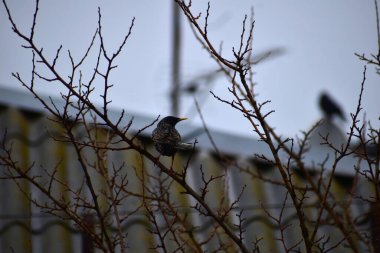 Sığırcık dallarda oturur.