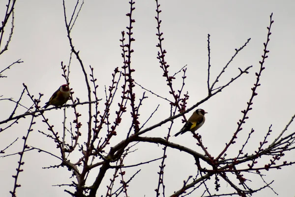 Deux chardonnerets s'assoient sur les branches des arbres. — Photo