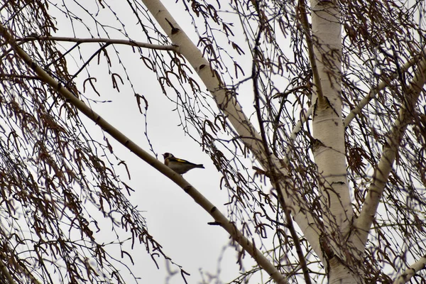 Goldfinch vogel zit op takken. — Stockfoto