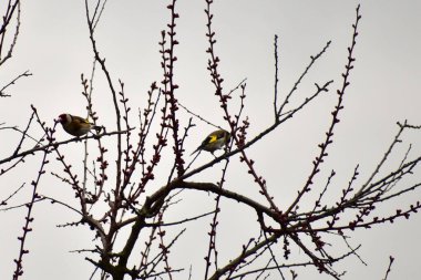 Yerin üstünde iki ispinoz.