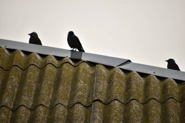 Koyu renkli kuş siluetleri çatıda oturuyor..