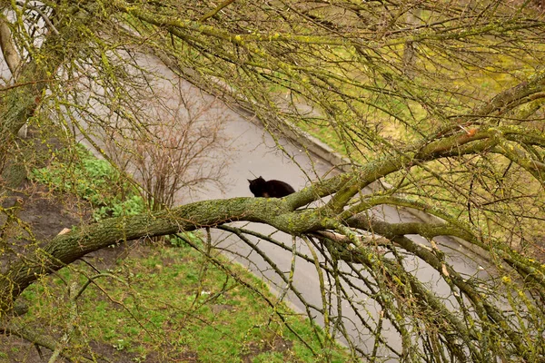 Um gato grande senta-se nos galhos de uma árvore. — Fotografia de Stock