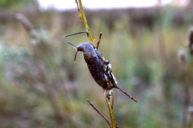 Resim, çimen sapında doğal koşullarda çekilmiş sıradan büyük bir sümüklüböceği gösteriyor..