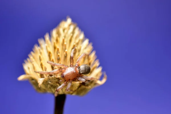 Εικόνα Δείχνει Μια Δηλητηριώδη Αράχνη Που Ζει Σπίτια — Φωτογραφία Αρχείου