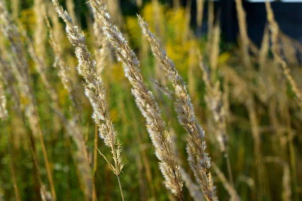Picture Shows Flowering Grass Which Swayed Wind — Stock Photo, Image
