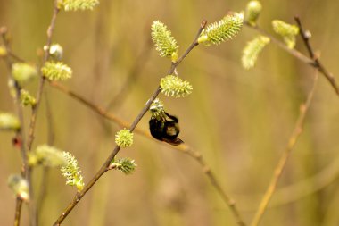 Baharın başlarında, kıllı bir yaban arısı söğüt çiçeklerinden nektar toplar..