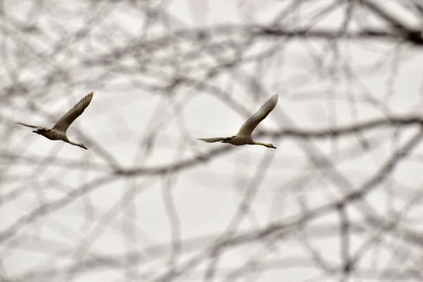 Képen Két Repülő Hattyú Látható Fák Ágai Között — Stock Fotó