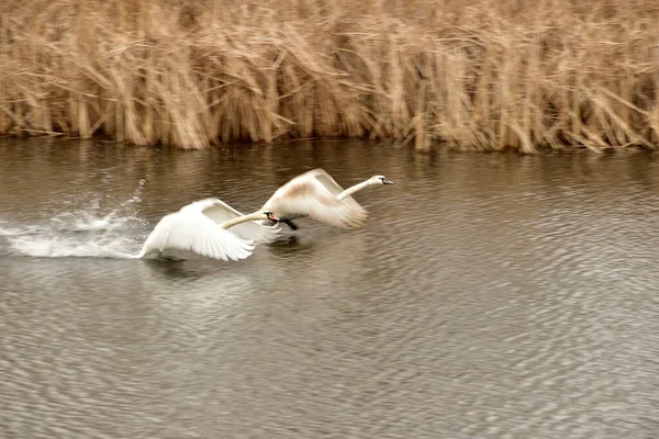 Sur Photo Deux Cygnes Blancs Commencent Décoller — Photo