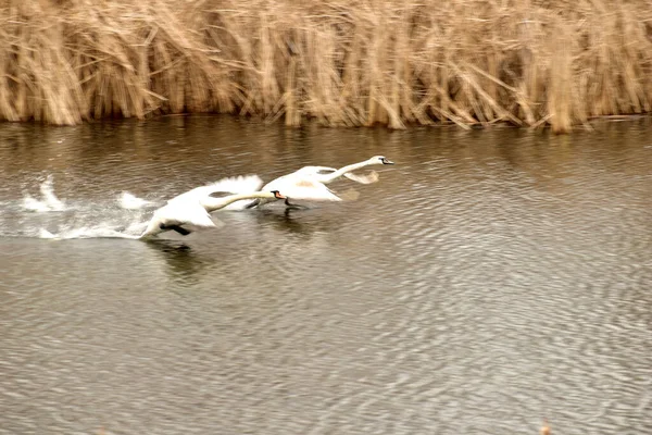 Picture Two Swans Flapping Wings Run Surface Lake Trying Take — Stock Photo, Image