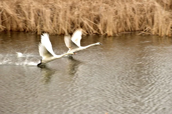 Foto Dois Cisnes Batendo Suas Asas Correm Pela Superfície Lago — Fotografia de Stock