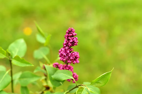 写真は緑の植物を背景にライラックの枝を示しています — ストック写真