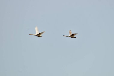 Resimde, iki kuğu kanatlarını açıp mavi gökyüzünde uçuyor..