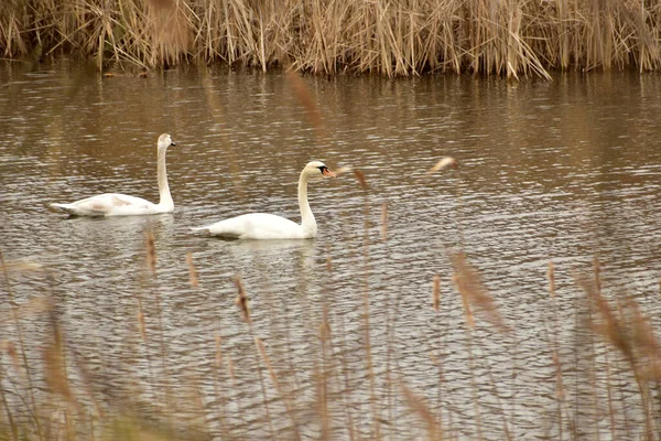 Foto Par Cisnes Brancos Nadam Lado Lado Superfície Lago — Fotografia de Stock