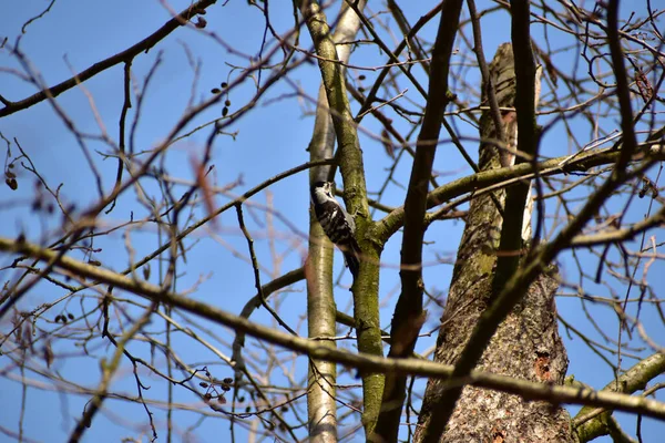 Foto Zit Een Specht Een Zwarte Kap Een Boom Van — Stockfoto