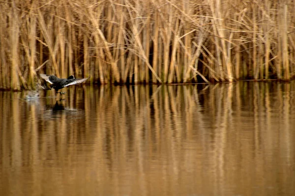 Pato Estende Suas Asas Corre Longo Superfície Lago — Fotografia de Stock