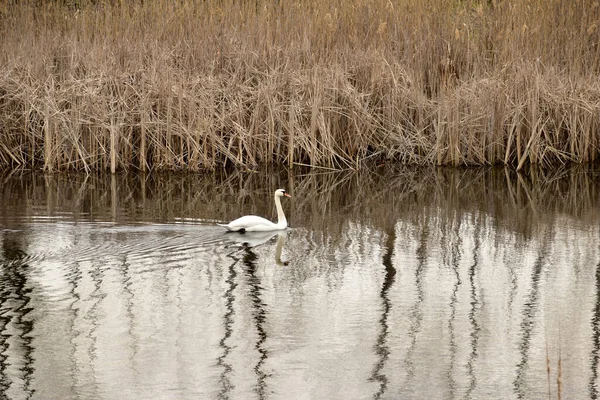 Picture White Swan Swims Smoothly Reeds — Stock Photo, Image