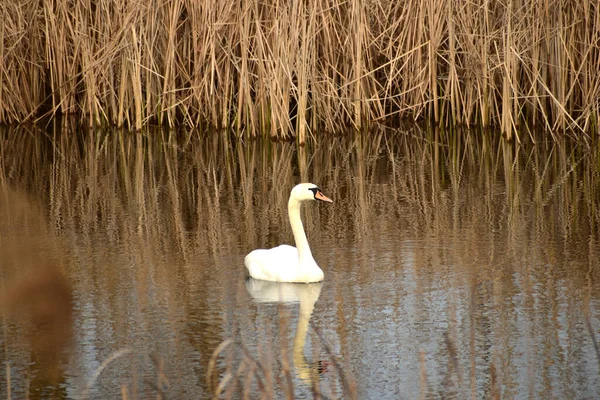 Reflected Water White Swan Floats Lake — Stock Photo, Image