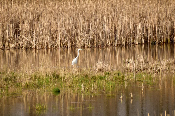 Picture White Heron Stands Water Next Reeds — Stock Photo, Image