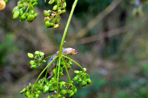 Resimde, yaygın bir sümüklüböcek bir bitkinin yeşil gövdesi boyunca sürünür..
