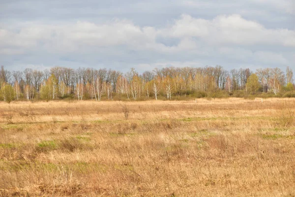 Naturlandschaft Ein Feld Mit Trockenem Gras Und Einer Baumgruppe Horizont — Stockfoto