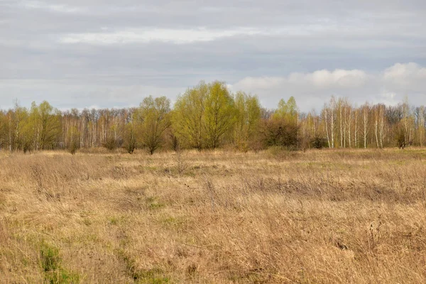 Das Bild Zeigt Eine Natürliche Landschaft Mit Einem Gelben Feld — Stockfoto