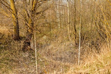 Bu resim ormandaki otlar ve küçük çalılarla kaplı bir vadiyi gösteriyor..