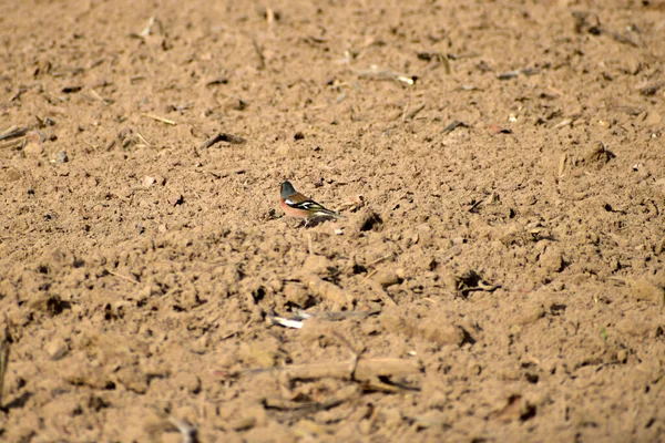 Queixo Pássaro Migratório Que Canta Salta Sobre Terra Arada Busca — Fotografia de Stock