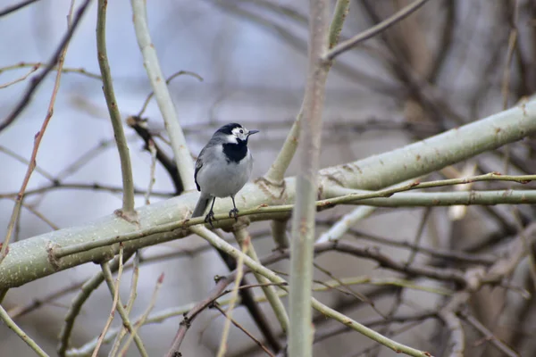 Ein Bachstelzenvogel Mit Dunkler Brust Sitzt Hoch Über Dem Boden — Stockfoto