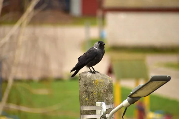 Jackdaw Bird Sits High Ground Pole — 스톡 사진