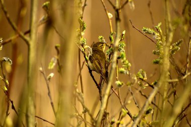 Yeşil tüylü Siskin kuş.
