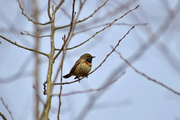 Blåstrupsfågeln sjunger sittande på en gren. — Stockfoto