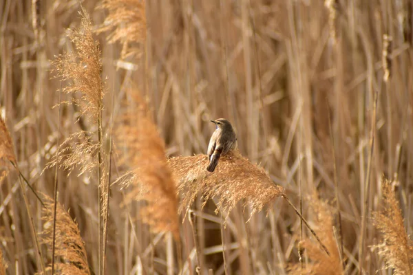 Bluethroat sazlıkların üzerinde oturur.
