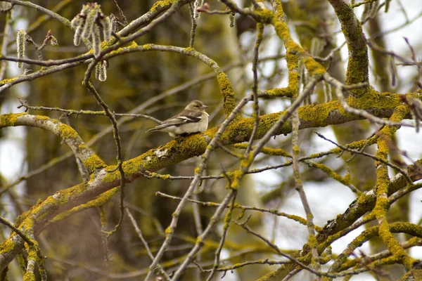 A siskin bird with a greenish tint of plumage sits on a tree branch. — ストック写真