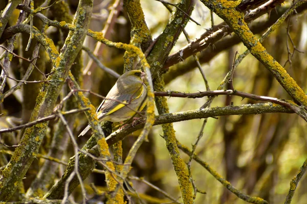 Greenfinch bird with green plumage sits on a tree branch. — ストック写真