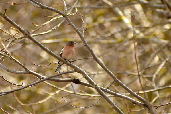 En fink fågel med ett rosa bröst sitter på en trädgren. — Stockfoto