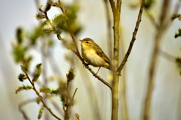The common nightingale sings while sitting on a branch. — ストック写真