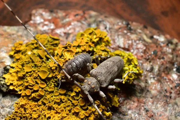 The gray barbel beetle and wood lice are sitting on the moss. — Fotografia de Stock